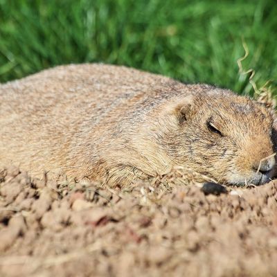 Bain de soleil * Sunbathing