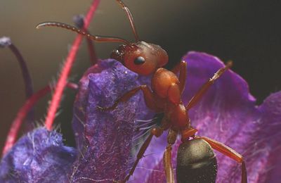 Formica sanguinea