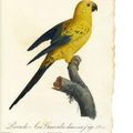 LEVAILLANT (François). Histoire naturelle des perroquets. Paris, Strasbourg, Levrault, 1801.