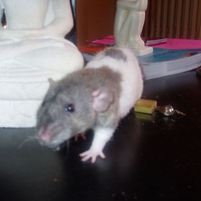 Mowglie, une histoire finie trop tôt...