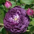 ha la rose ......