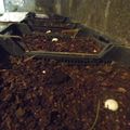 essaie de culture de champignons de paris :