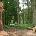 Contes et légendes en forêt picarde 