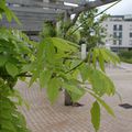 Pergola & Chlorophyle