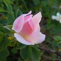 Églantine
