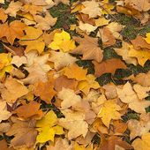 Pourquoi et comment recycler les feuilles mortes ? - Le JardinOscope coté pratique, les bons gestes à faire au jardin