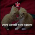 25.05.17 : La galère des migraineux