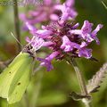 Bétoine officinale