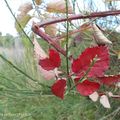 Balade d'automne