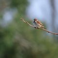 MOINEAU DOMESTIQUE