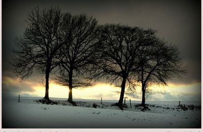 REF CP024 : Les arbres à Jussac