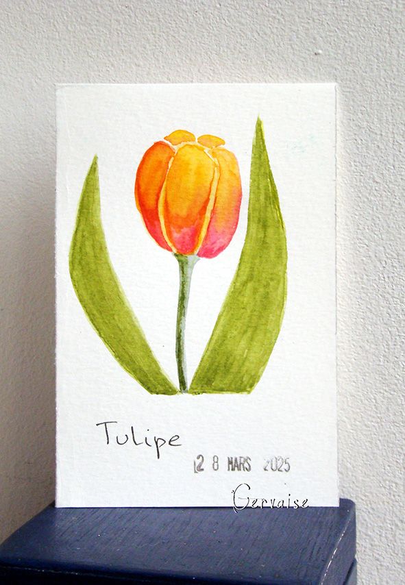 9 Tulipe