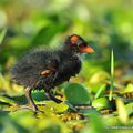 Gallinule poule-d'eau (Gallinula chloropus)