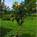 Histoire de Sunny, le petit tournesol qui croyait être un hibiscus.