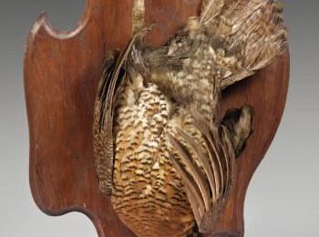 Animaux et oiseaux naturalisés @ Thierry De Maigret