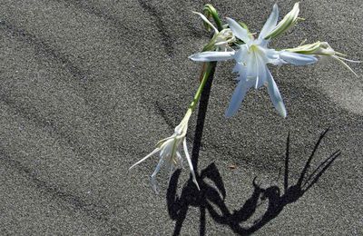 Lys de Mer (Pancratium maritimum), la merveille