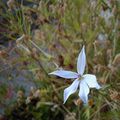 De la fleur jusqu'aux graines 