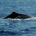 Sperm whale fluke.