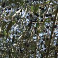 Récolte des olives 