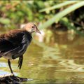 Poule d'eau juvénile