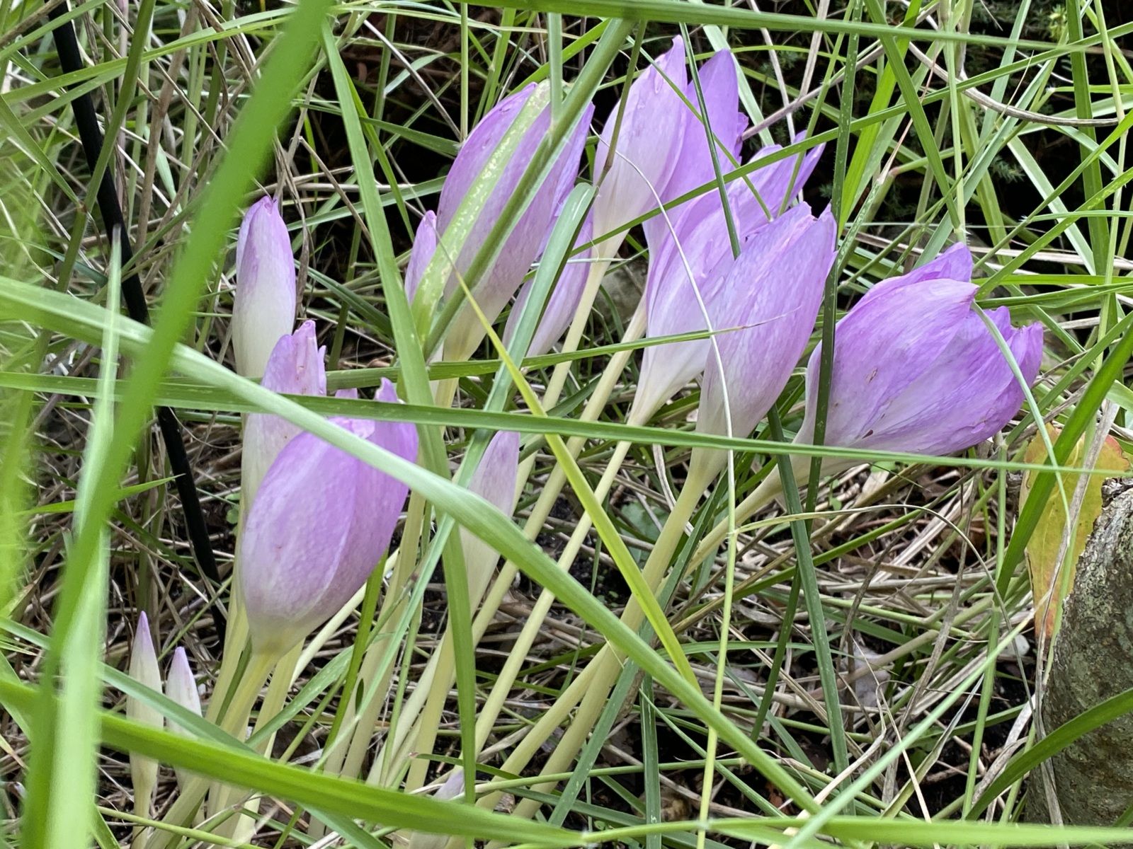 Colchique d'automne Colchicum autumnale