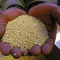 SOPROQUI, une coopérative de producteurs de quinoa organique du sud de Bolivie 