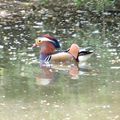 Canard mandarin