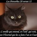 Les Proverbes 20 verset 12