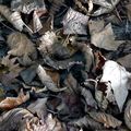 Les feuilles mortes sur votre trottoir et la loi !