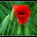 bléquelicot ... Cliquez sur la photo pour