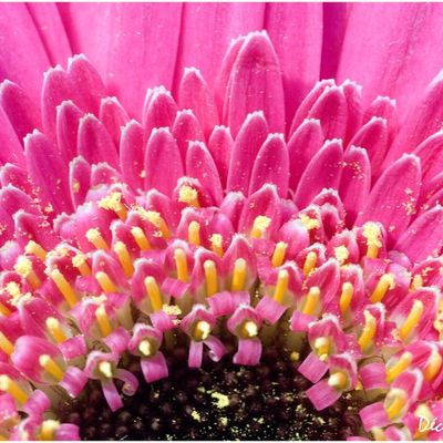 Combien de bougies ?