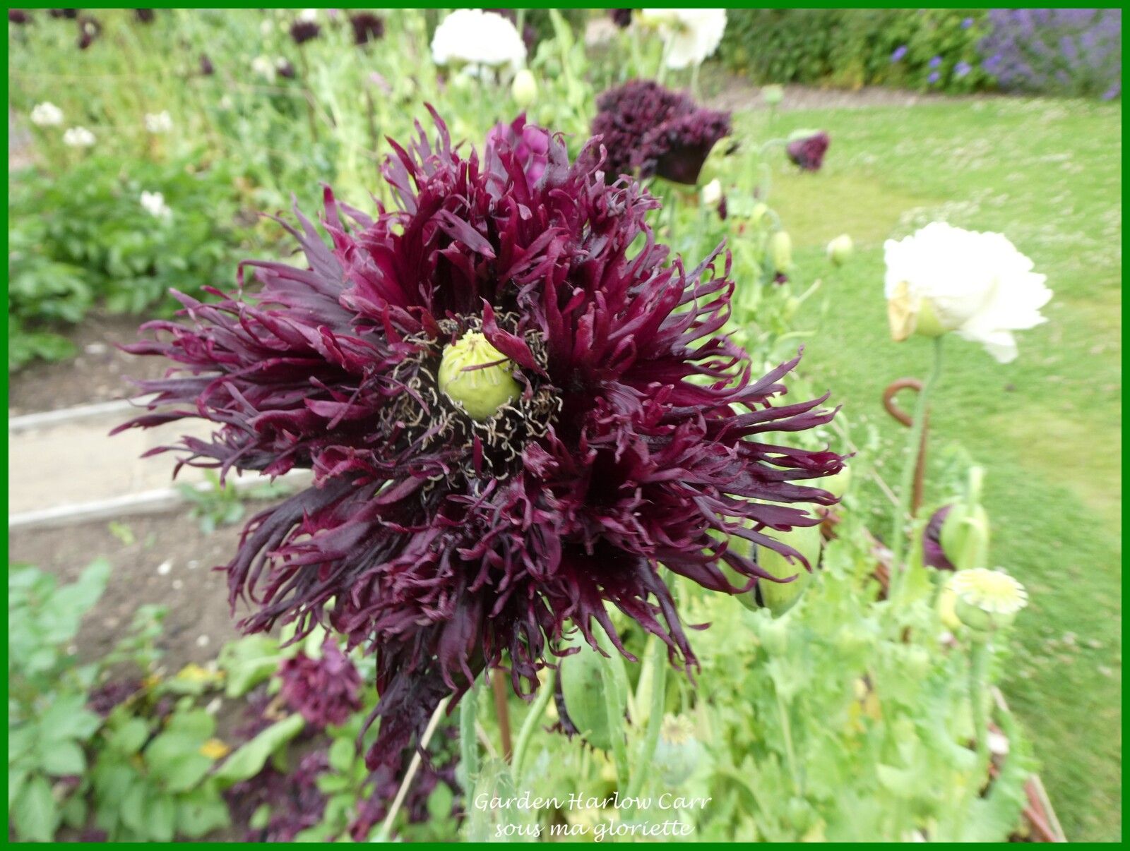 Poppy Black Swan (cygne noir)