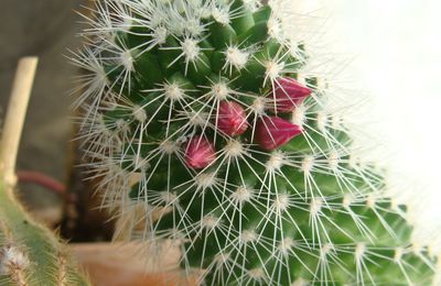 cactus dans ma serre