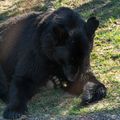 L'Ours noir