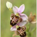 Ophrys bécasse : Ophrys scolopax