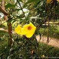 Quelques fleurs du Congo