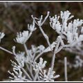 magie du givre !