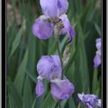 Les fleurs en Ardèche en Macro