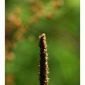 Au garde à vous en Brocéliande