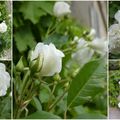 Le bouquet du vendredi