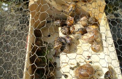 Les escargots de Bourgogne