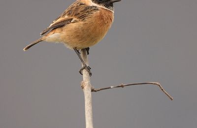 Comptage national des Oiseaux des Jardins le 24 et 25 mai 2025