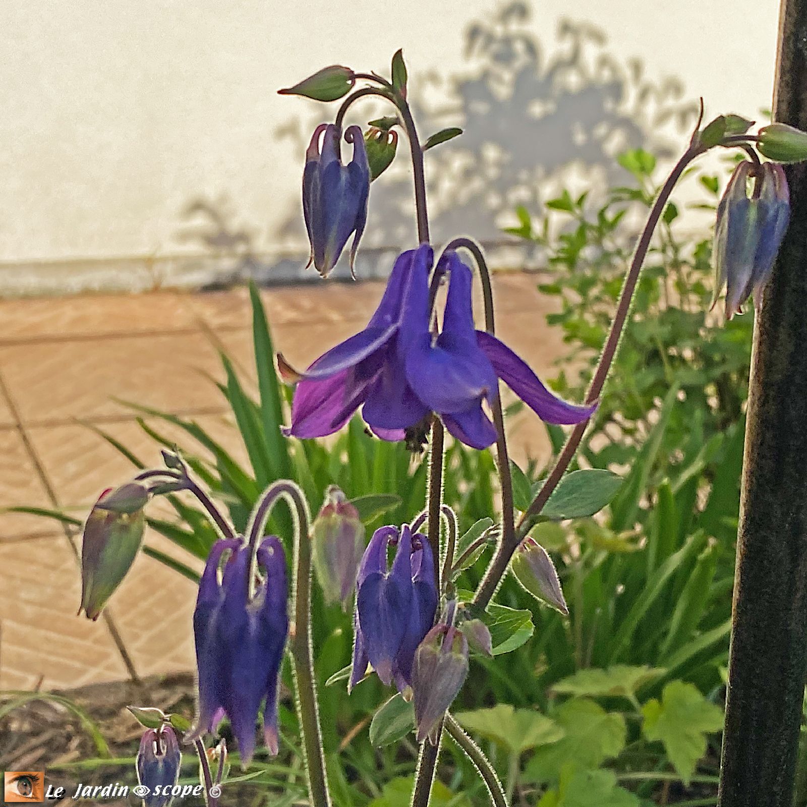 Ancolies Aquilegia