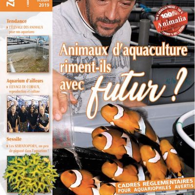 2 gros Dossiers sur l'élevage des poissons ornementaux dans le ZebrasO'mag