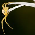 Misumena vatia