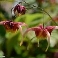 Leurs élégantes fleurs rappellent le grappin des pêcheurs