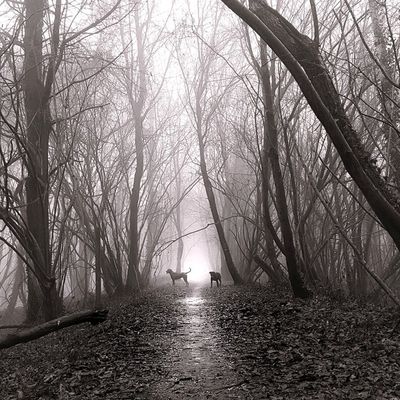 Seul dans la brume tu promèneras, quand à l'appel tu reviendras