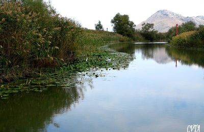 Lac de Skadar , Monténégro