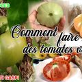 Tomates vertes, comment les faire murir ou que faire avec?