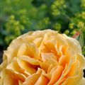 Rosier 'Amber Queen'